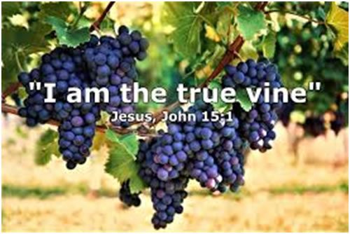 I am the true vine
